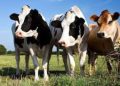 Nigeria launches National Council on Livestock Development to modernize sector, reduce conflicts