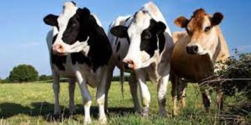 Nigeria launches National Council on Livestock Development to modernize sector, reduce conflicts