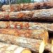 Nigeria bans wood export, as govt revokes all existing licenses