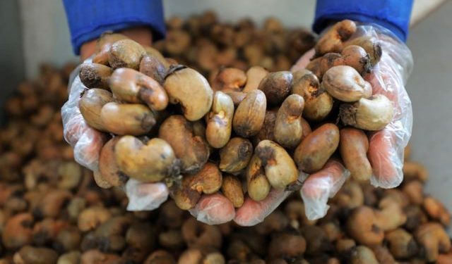 Nigeria: Association projects $10b annual earning from cashew Industry
