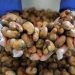 Nigeria: Association projects $10b annual earning from cashew Industry