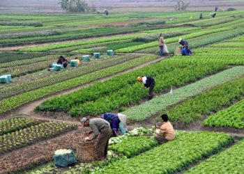 Nigeria: FG challenges farmers to drive agricultural revolution