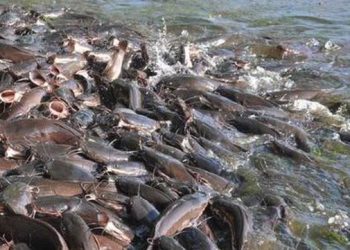 Catfish farmers lament the tragedy of traders determine prices of produce