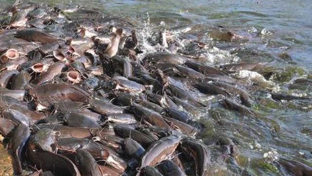 Catfish farmers lament the tragedy of traders determine prices of produce