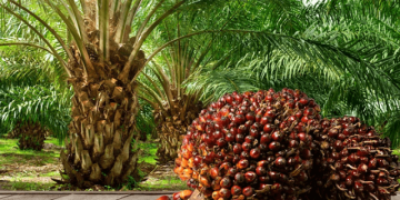 Nigeria set to join palm oil  producing bloc