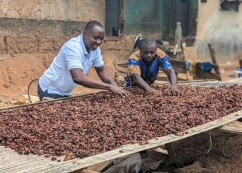 Nigeria: Cocoa farmers lament as prices fall by over 70%