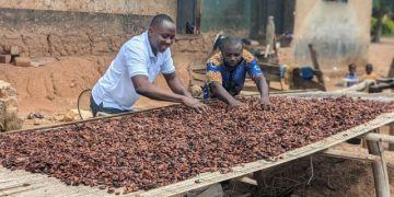 Nigeria: Cocoa farmers lament as prices fall by over 70%