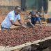 Nigeria: Cocoa farmers lament as prices fall by over 70%