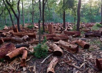 How Nigeria loses nearly 90% of forest cover in three decades – NCF