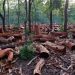 How Nigeria loses nearly 90% of forest cover in three decades – NCF