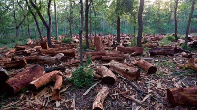 How Nigeria loses nearly 90% of forest cover in three decades – NCF