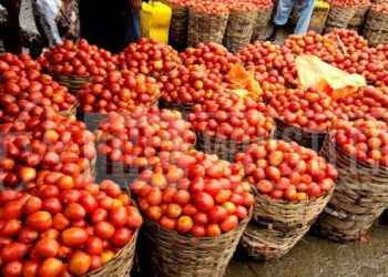 Nigeria: Tomato farmers forecast steady price hike from May