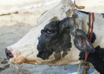 Nigeria: FG tasks CBPP on vaccination efforts for total eradication of cattle pneumonia
