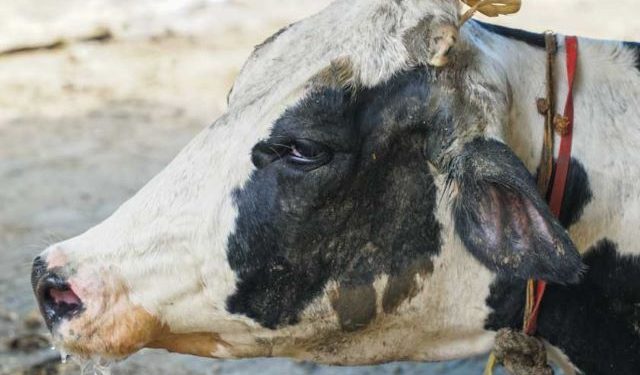 Nigeria: FG tasks CBPP on vaccination efforts for total eradication of cattle pneumonia