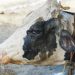 Nigeria: FG tasks CBPP on vaccination efforts for total eradication of cattle pneumonia