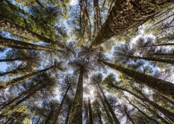 Countries pledge $3.9b to Global Environment Facility towards ambitious ninth replenishment