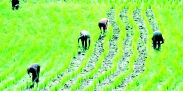 Nigeria: Rice farmers lament as increased import cripples sector