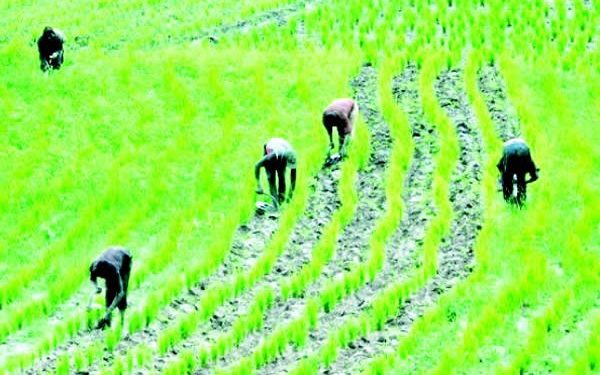 Nigeria: Rice farmers lament as increased import cripples sector