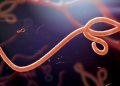 Ebola: WHO says 139 suspected dead, numbers expected to rise