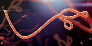 Ebola: WHO says 139 suspected dead, numbers expected to rise
