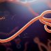 Ebola: WHO says 139 suspected dead, numbers expected to rise