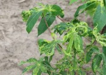 Nigeria: Centre alerts farmers to new deadly cassava mosaic virus