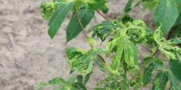 Nigeria: Centre alerts farmers to new deadly cassava mosaic virus