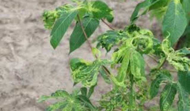 Nigeria: Centre alerts farmers to new deadly cassava mosaic virus