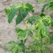 Nigeria: Centre alerts farmers to new deadly cassava mosaic virus