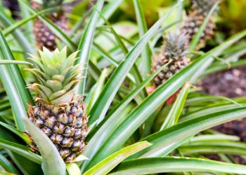 Pineapple farmers seek processing, exports to reduce post-harvest losses