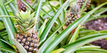 Pineapple farmers seek processing, exports to reduce post-harvest losses