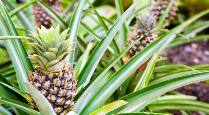 Pineapple farmers seek processing, exports to reduce post-harvest losses