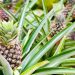 Pineapple farmers seek processing, exports to reduce post-harvest losses