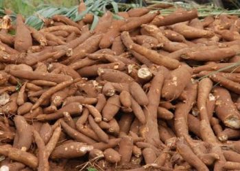 China confirms delivery of merchanisation equipment to Nigeria to boost cassava production