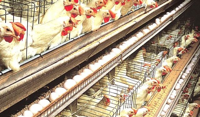 Nigeria: PAN president tips poultry industry as fastest pathway to food security, job creation