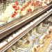 Nigeria: PAN president tips poultry industry as fastest pathway to food security, job creation